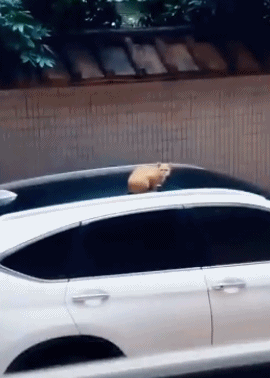34.gif