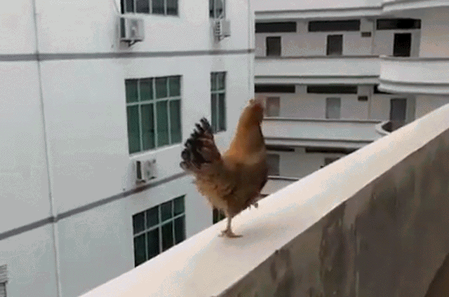 44.gif
