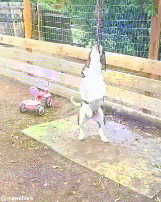 50.gif