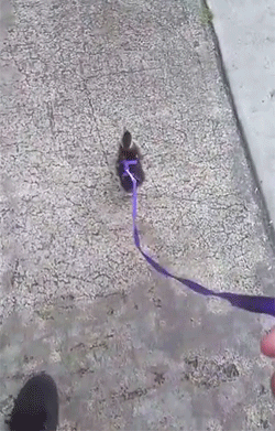 55.gif