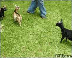 Gifdump
