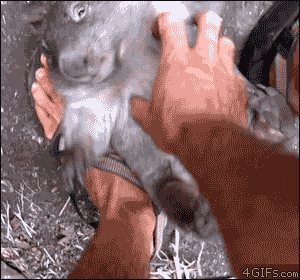 Gifdump