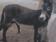 Gifdump