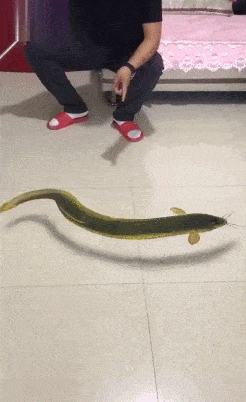 Gifdump