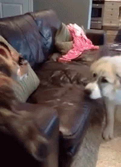 Gifdump