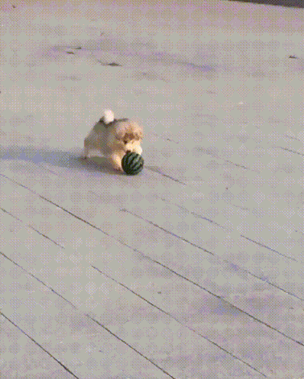 Gifdump