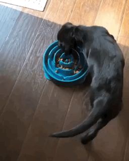 Gifdump