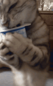 Gifdump