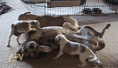 40.gif