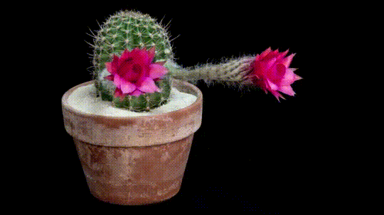 Gifdump