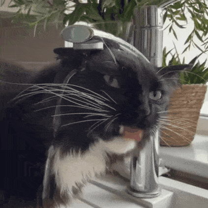 Gifdump