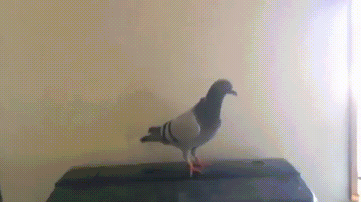 Gifdump