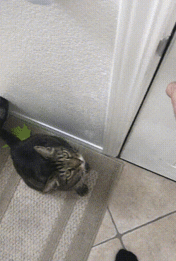 Gifdump