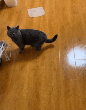 Gifdump