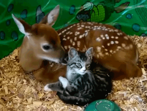 Gifdump