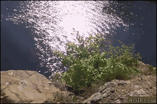 Gifdump