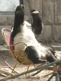 Gifdump Gifdump