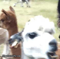 Gifdump Gifdump