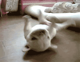 Gifdump