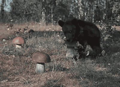 Tierische Gifs