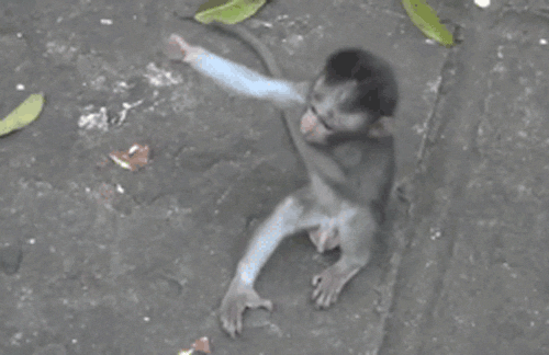 Tierische Gifs
