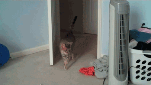 Tierische Gifs