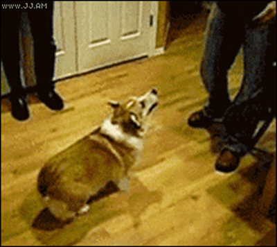 Tierische Gifs