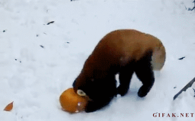 Tierische Gifs