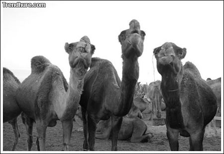 lustiges Kamel