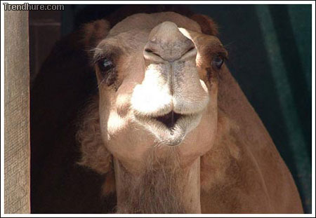 lustiges Kamel