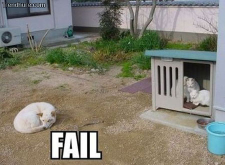 fail dog