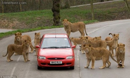 Tiere gegen Autos