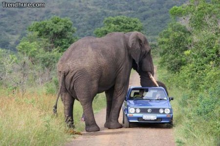 Tiere gegen Autos