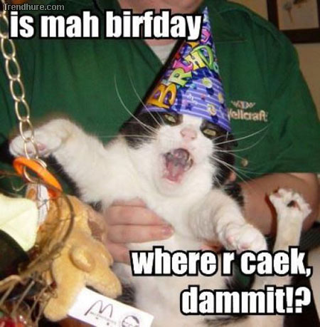 Katze hat Geburtstag