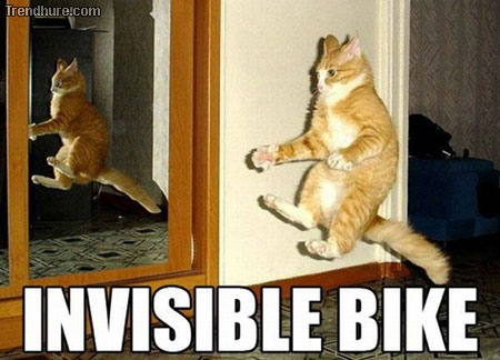 Katzen mit unsichtbaren Dingen