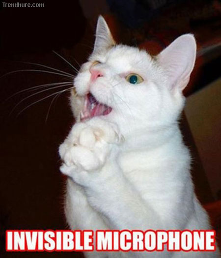 Katzen mit unsichtbaren Dingen