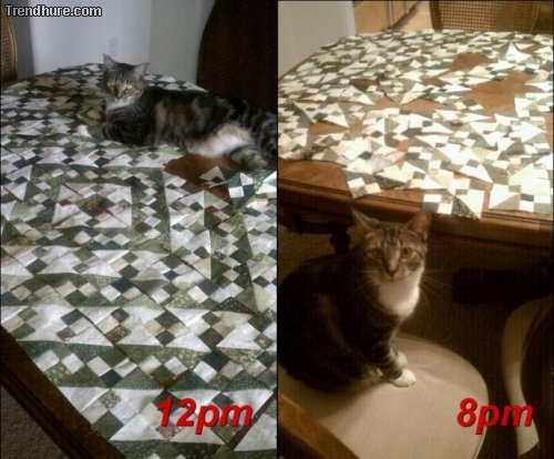 Teuflische Katzen