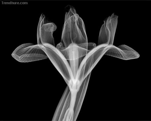 X-Ray Art