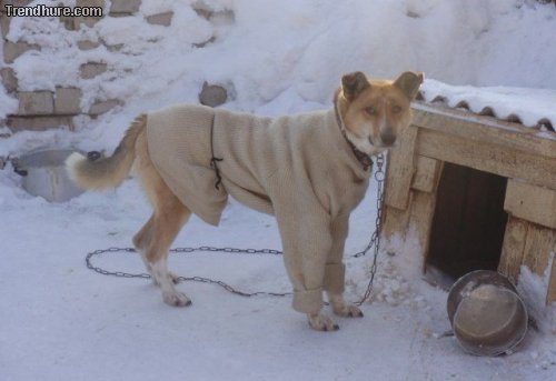 Meanwhile in Russia #3