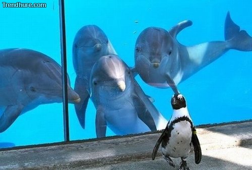 Picdump