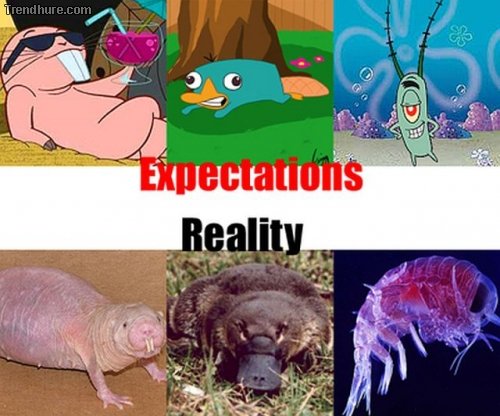 Vorstellung vs Realität