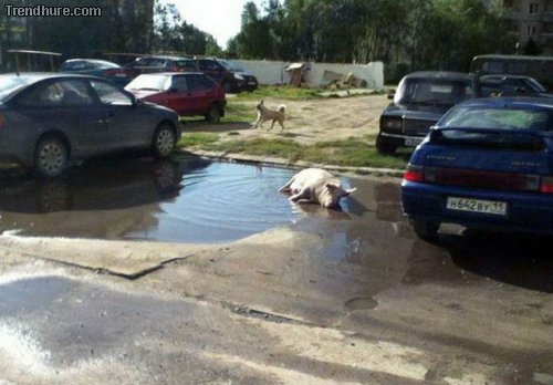 Meanwhile in Russia #21