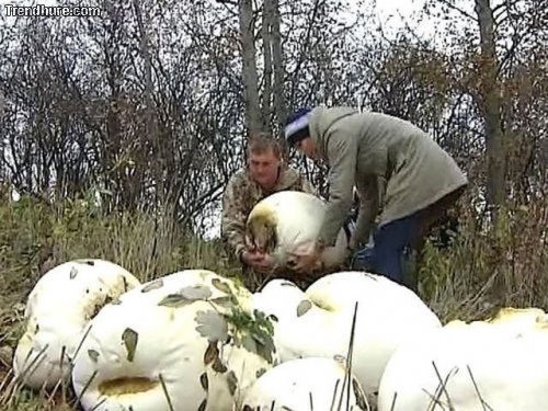 Meanwhile in Russia #21