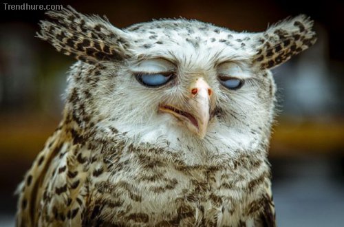Picdump