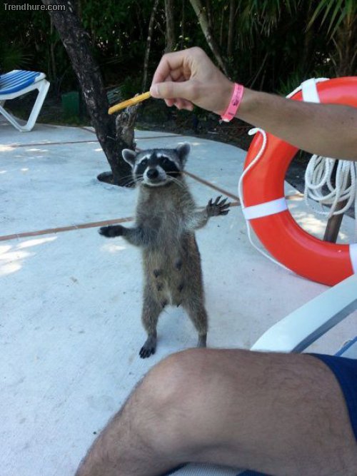 Picdump