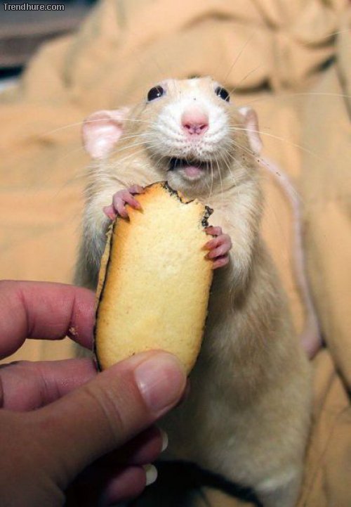 Picdump