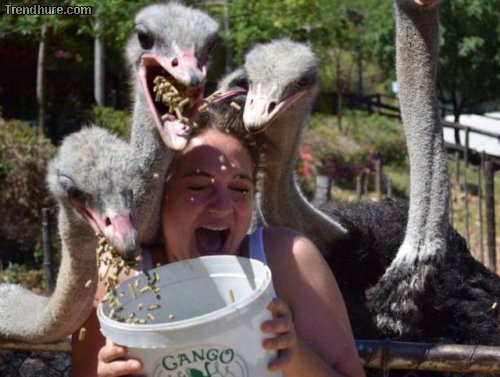 Picdump