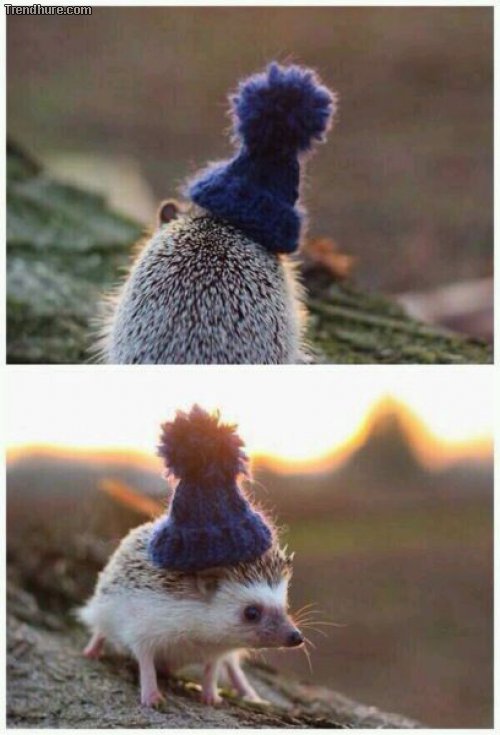 Picdump