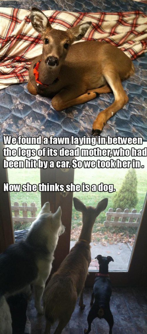 Picdump