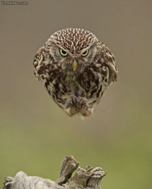 Picdump